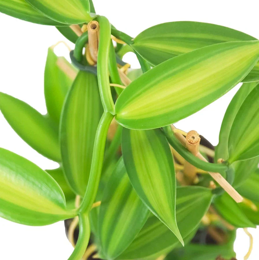 Live Variegated Vanilla Vine Plant – 3-5" Tall – Rooted – Rare Vanilla Planifolia