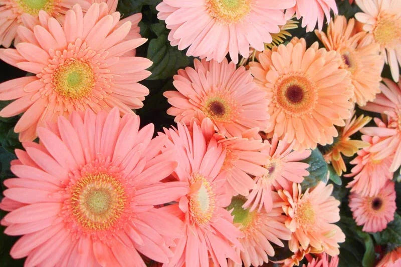 Light Pink Gerbera Daisy Seeds - 200+ Count for Garden Planting - Gerbera jamesonii - USA