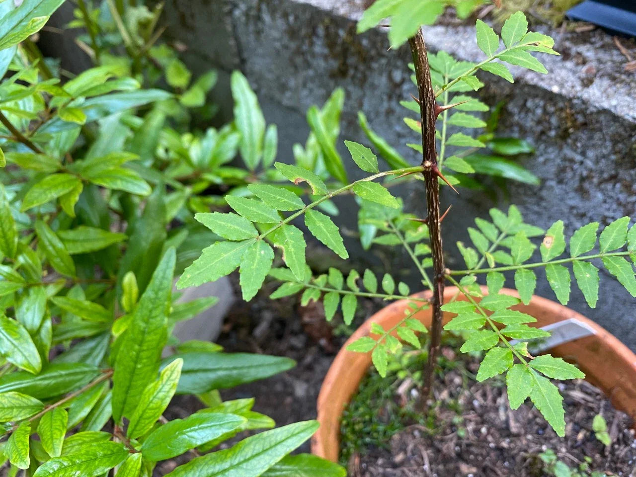 Sansho Cuttings 6 Fresh Cuttings Japanese Pepper Tree Zanthoxylum piperitum