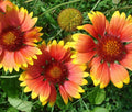 Wildflower Seeds Bulk 25,000 Count Non-GMO Pollinator Mix 18 Varieties - Burpee Wildflower Mix