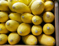 Yellow Squash Seeds - 25+ Pack for Garden Planting - Cucurbita pepo - USA Grown - Free Shipping