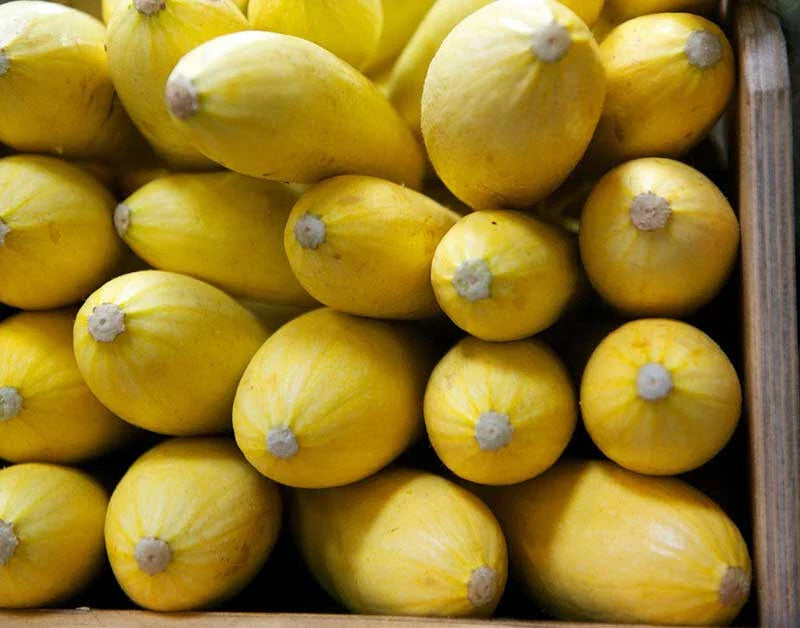 Yellow Squash Seeds - 25+ Pack for Garden Planting - Cucurbita pepo - USA Grown - Free Shipping