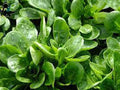 Dutch Corn Salad Seeds - 500+ Count - Lamb’s Lettuce Mache - Locusta Herb Vegetable - Heirloom Seeds USA