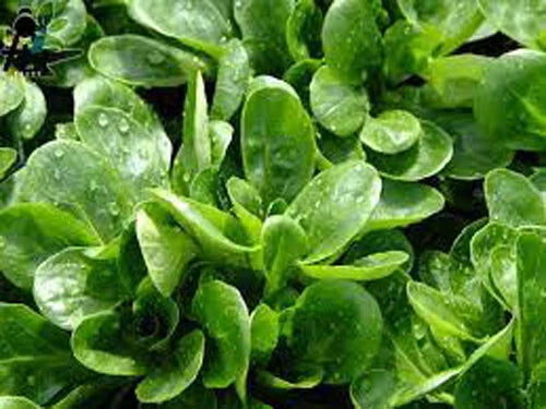 Dutch Corn Salad Seeds - 500+ Count - Lamb’s Lettuce Mache - Locusta Herb Vegetable - Heirloom Seeds USA