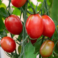 Siberian Tomato Seeds - Dwarf Determinate Heirloom - Cool Weather, Non-GMO, 50 Seeds - Perfect for Gardens