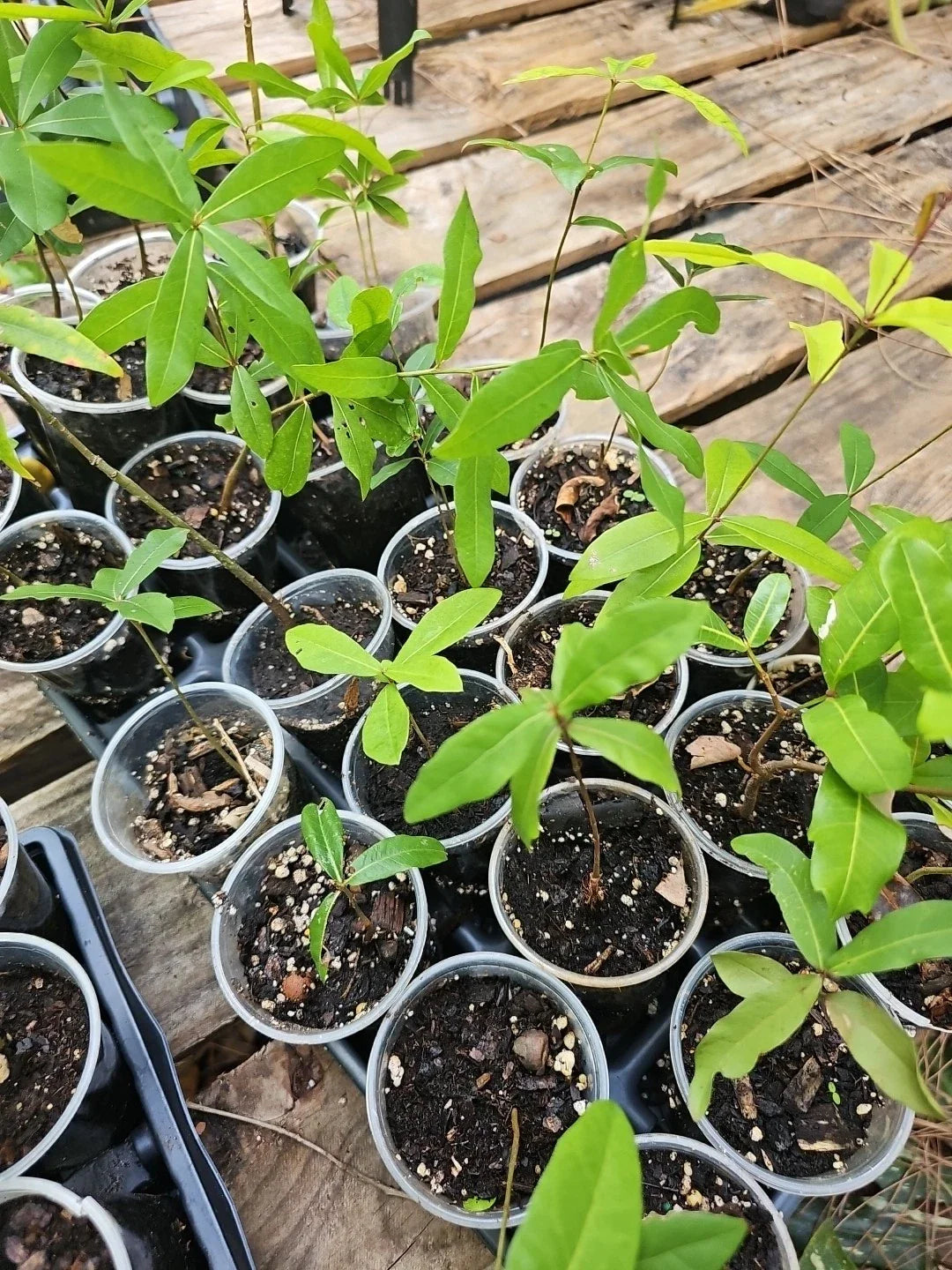 Rooted Live Oak Tree - TX Florida Evergreen 6"-10" Quercus Virginiana