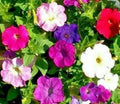Petunia Seeds 2000+ Dwarf Mix Annual Flower Garden Bees - Petunia spp.