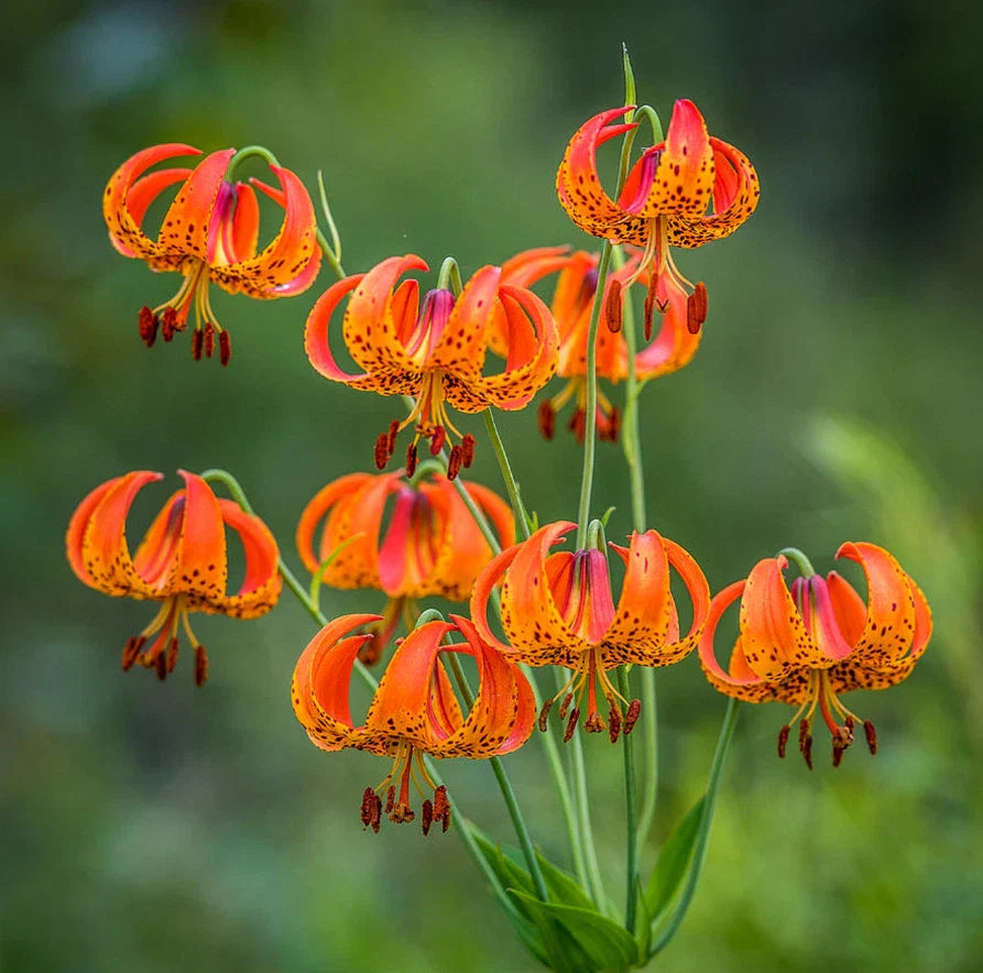 Turk's Cap Lily Bulbs 5 Count - Lilium superbum - Perennial Flowering Plants - No Ship AK, HI, PR