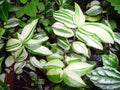 Variegated Green & White Wandering Jew Starter Plant - Tradescantia Zebrina