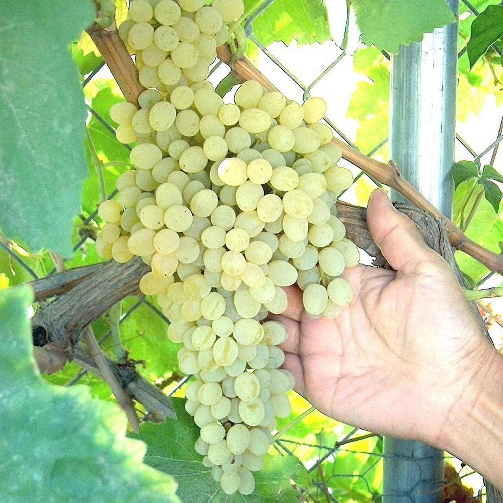 Thompson Grape Vine Cuttings - Green Seedless Table Grapes (Vitis vinifera) for Raisin Making - 4 Pack
