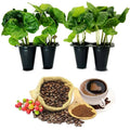 Coffee Plant 4 Pack - Arabica Live Plants - Perfect for Coffee Lovers - Coffea arabica