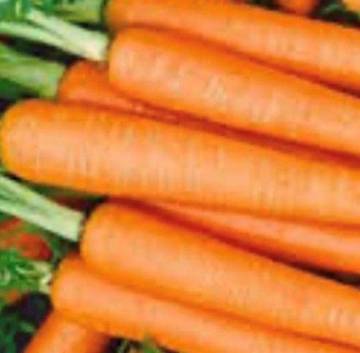 Tendersweet Carrot Seeds | NON-GMO Heirloom | Fresh Garden Seeds | Daucus carota