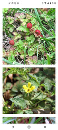 Wild Mock Strawberry Bare Root 12+ Pack Medicinal Herb Planting Duchesnea indica