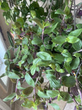 Tradescantia Baby Bunny Bellies Cuttings - Unrooted Plants, Fuzzy Purple, Easy Care, Tradescantia subaspera