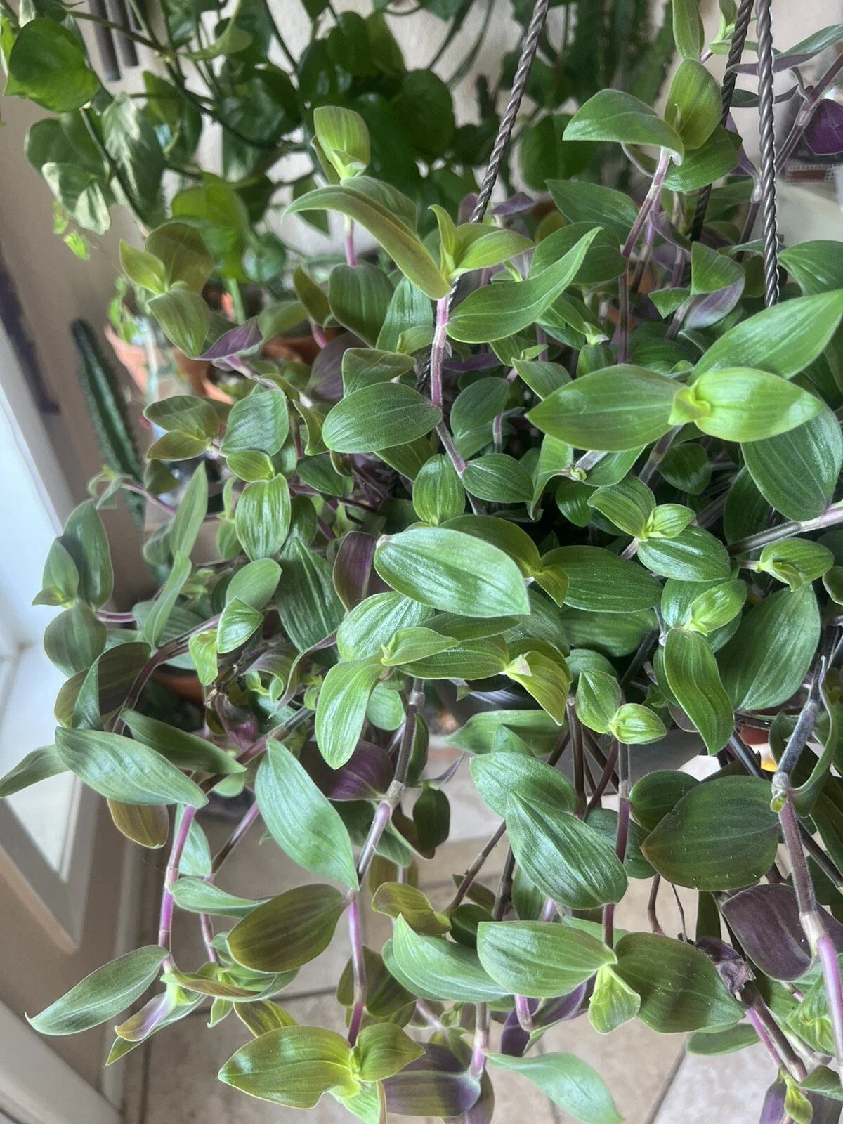 Tradescantia Baby Bunny Bellies Cuttings - Unrooted Plants, Fuzzy Purple, Easy Care, Tradescantia subaspera