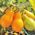 Yellow Pear Tomato Seeds | Teardrop Grape Orange Cherry Tomato Seeds | Solanum lycopersicum | 2025 Harvest