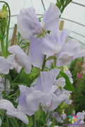 Sweet Pea Seeds - 50+ Solstice Light Blue - Lathyrus odoratus - Non-GMO Garden Seeds - USA - Free Shipping