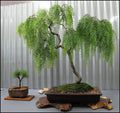 Chinese Weeping Willow Bonsai Cutting - Fast Growing Tree - Salix babylonica