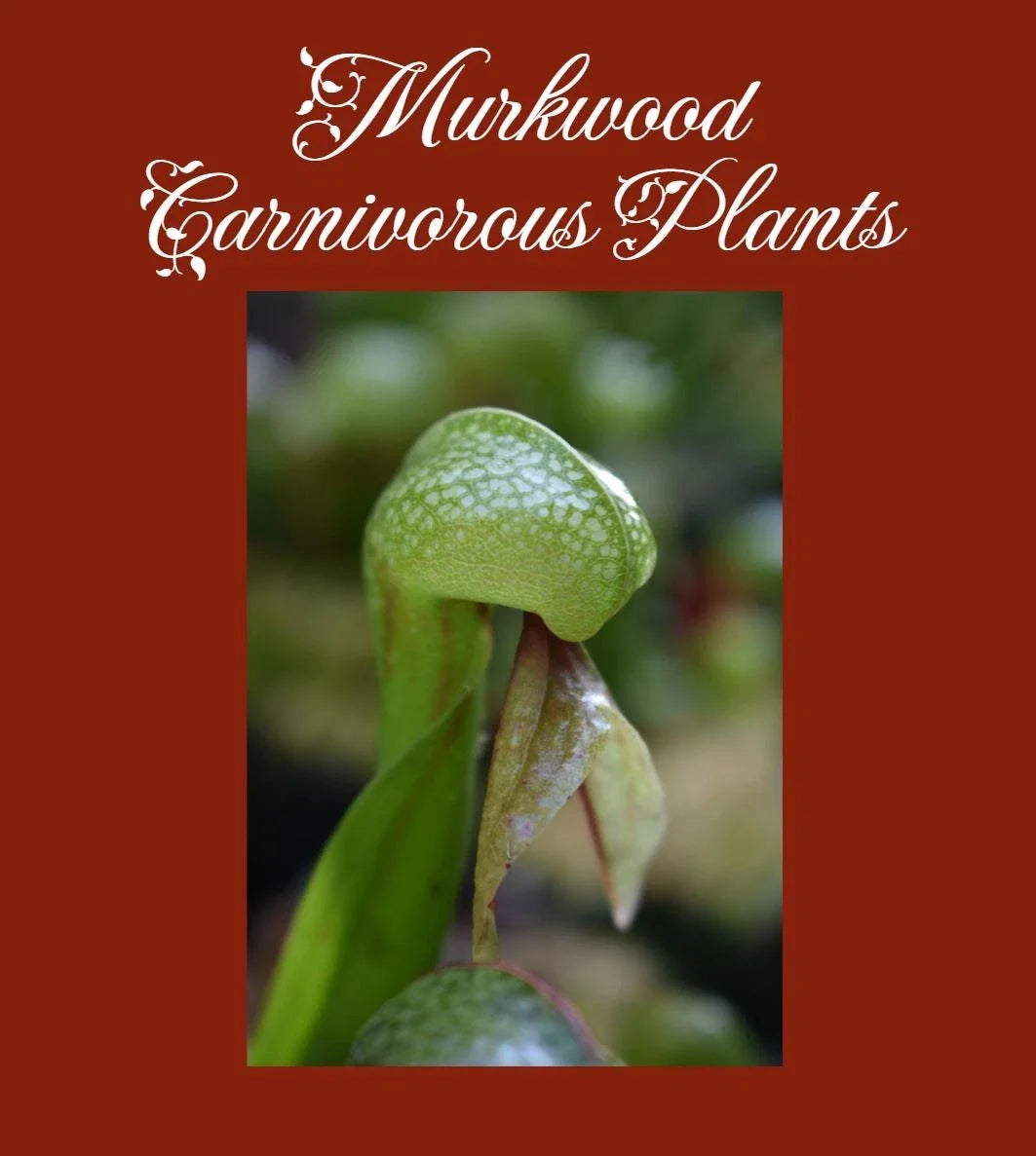 Cobra Lily Plant - Large Live Darlingtonia californica - Carnivorous Pitcher Plant in Pot
