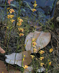 Utricularia fulva | 1" Plug | Bare Root Carnivorous Plant | Aquatic Bladderwort