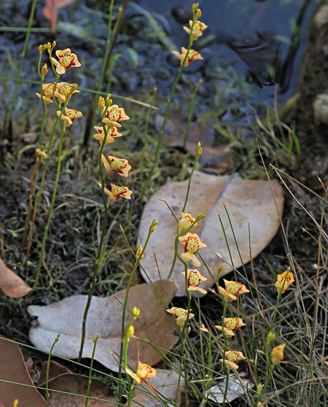 Utricularia fulva | 1" Plug | Bare Root Carnivorous Plant | Aquatic Bladderwort