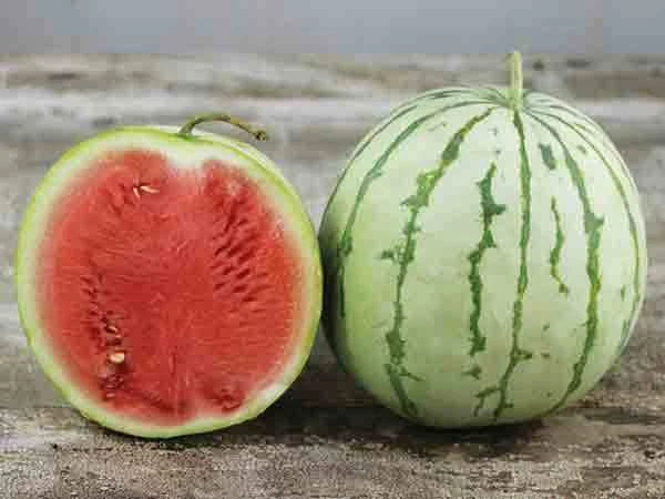 Dixie Queen Watermelon Seeds - Fresh Seeds for Planting - Heirloom Variety - Citrullus lanatus