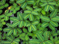 Water Mimosa Plant - Aquatic Tropical Marginal Surface Plant - Neptunia oleracea - Buy 2 Get 1 Free