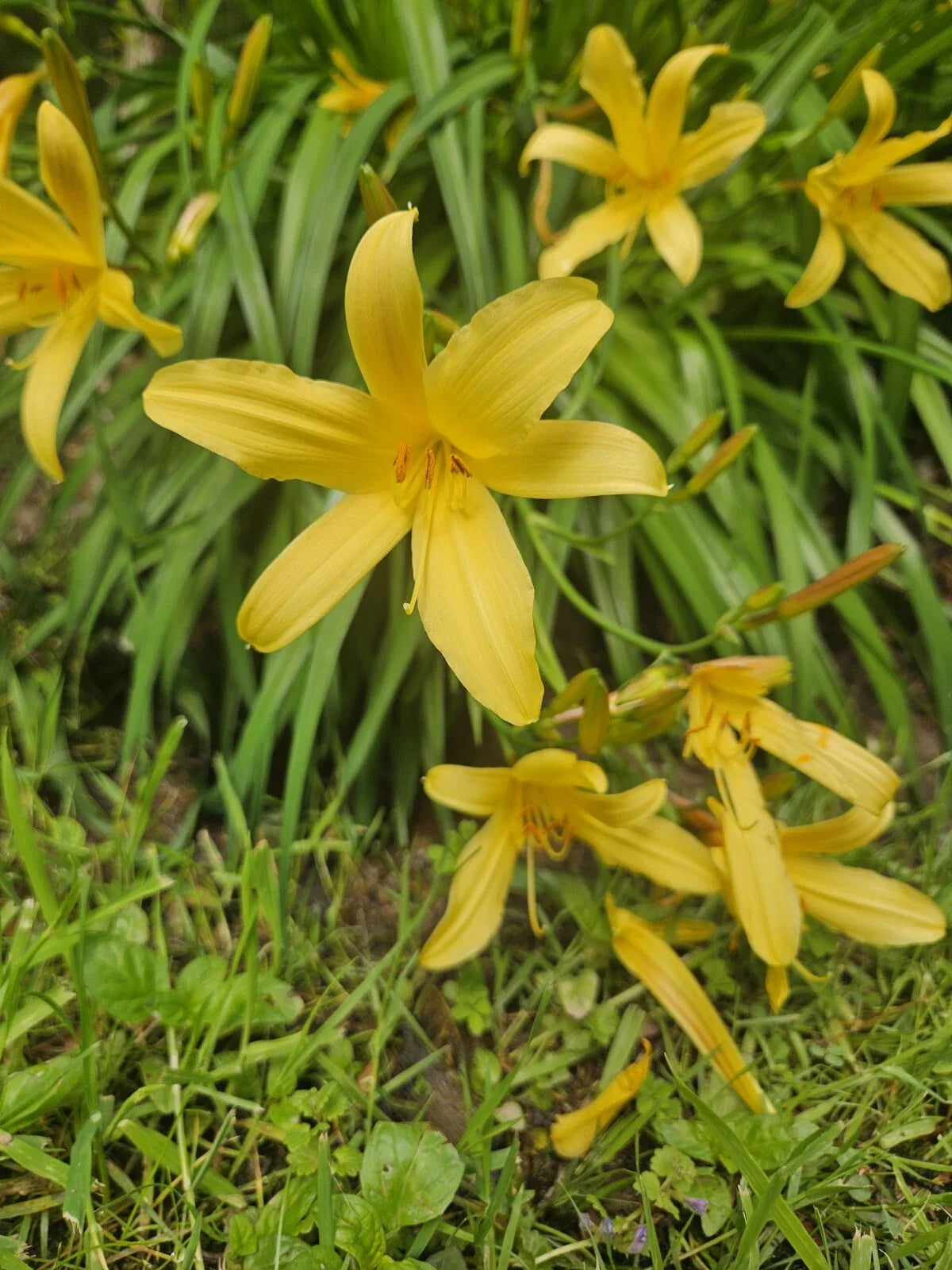 Lemon Shot Daylily Plant - Bare Root - Yellow Blooms - Hemerocallis 'Lemon Shot' - Perennial for Gardens - USA Grown