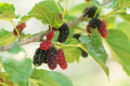 Fruit Seeds for Planting - Assorted Varieties - Organic Heirloom Seeds - (Cucumis sativus, Solanum lycopersicum, Fragaria × ananassa)