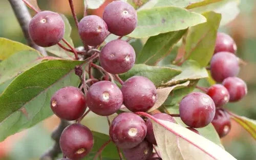 Profusion Crabapple Seeds - 25+ Seeds for Garden Planting - Malus 'Profusion' - USA