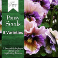 Pansy Seeds - 150+ Fragrant Annual Flower Seeds (Viola) - Colorful Garden Seeds for Planting