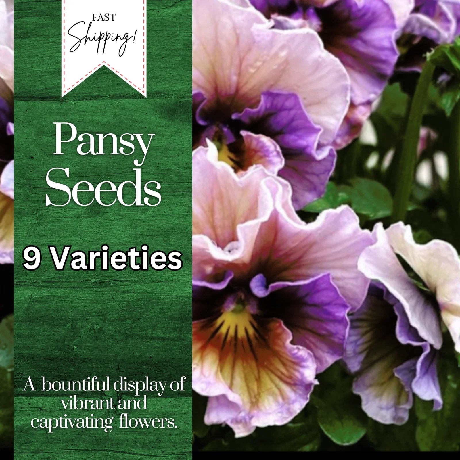 Pansy Seeds - 150+ Fragrant Annual Flower Seeds (Viola) - Colorful Garden Seeds for Planting