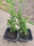 Organic Rosemary Herb Plant - Live 3 Inch Pot - Rosmarinus officinalis - Certified Organic