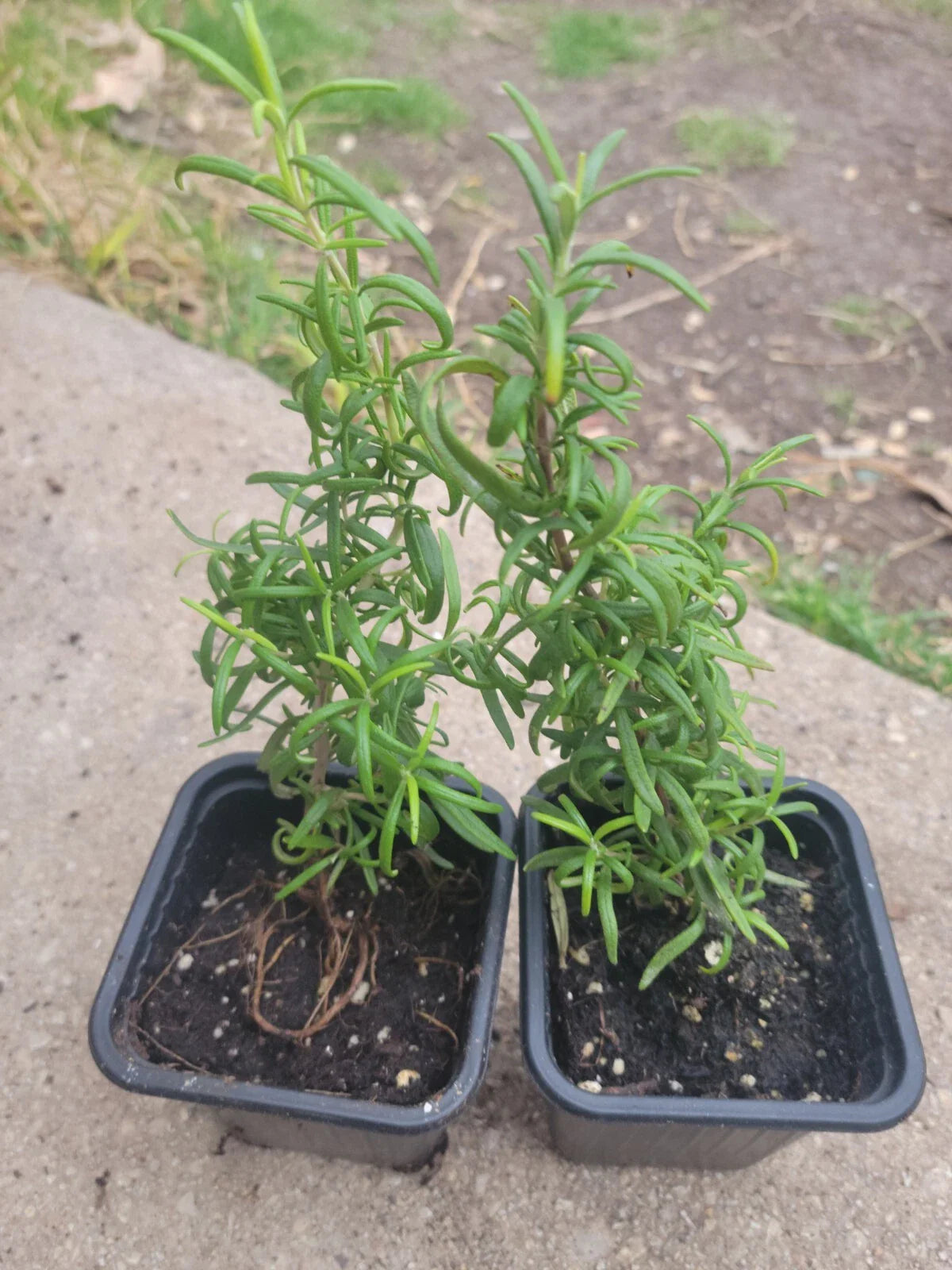 Organic Rosemary Herb Plant - Live 3 Inch Pot - Rosmarinus officinalis - Certified Organic