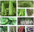 Set of 15 Asian Vegetable Seeds - Diverse Varieties for Home Gardening - Ideal for Planting and Growing.