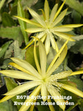 Epiphyllum Orchid Cactus "Sylter Fruhlings" in 4" Starter Pot | Rooted Plant for Indoor Gardening | Unique Houseplant