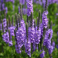 Hoary Vervain Seeds, Violet Blue Flowers, Verbena stricta, Non-GMO, Organic, Free Shipping