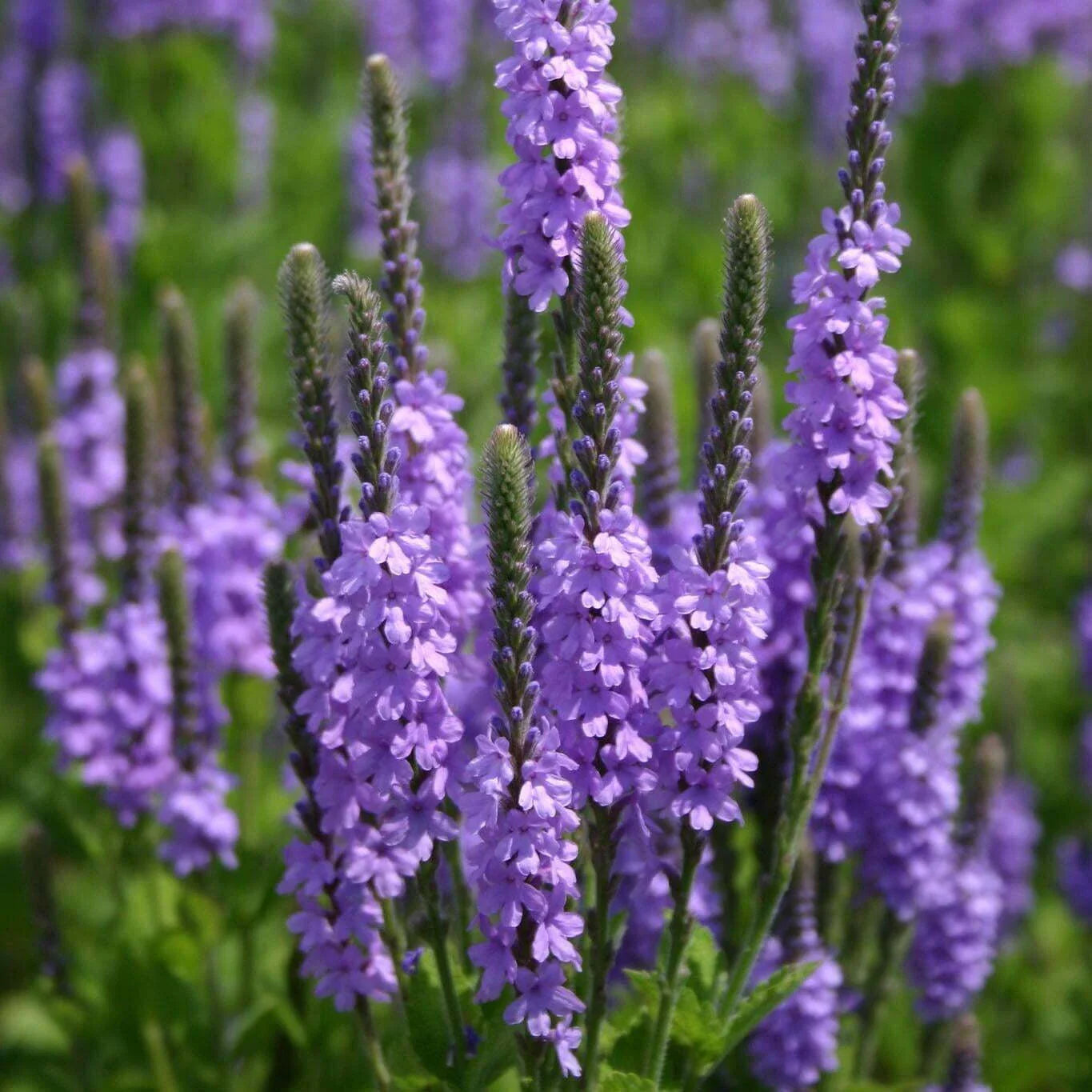 Hoary Vervain Seeds, Violet Blue Flowers, Verbena stricta, Non-GMO, Organic, Free Shipping