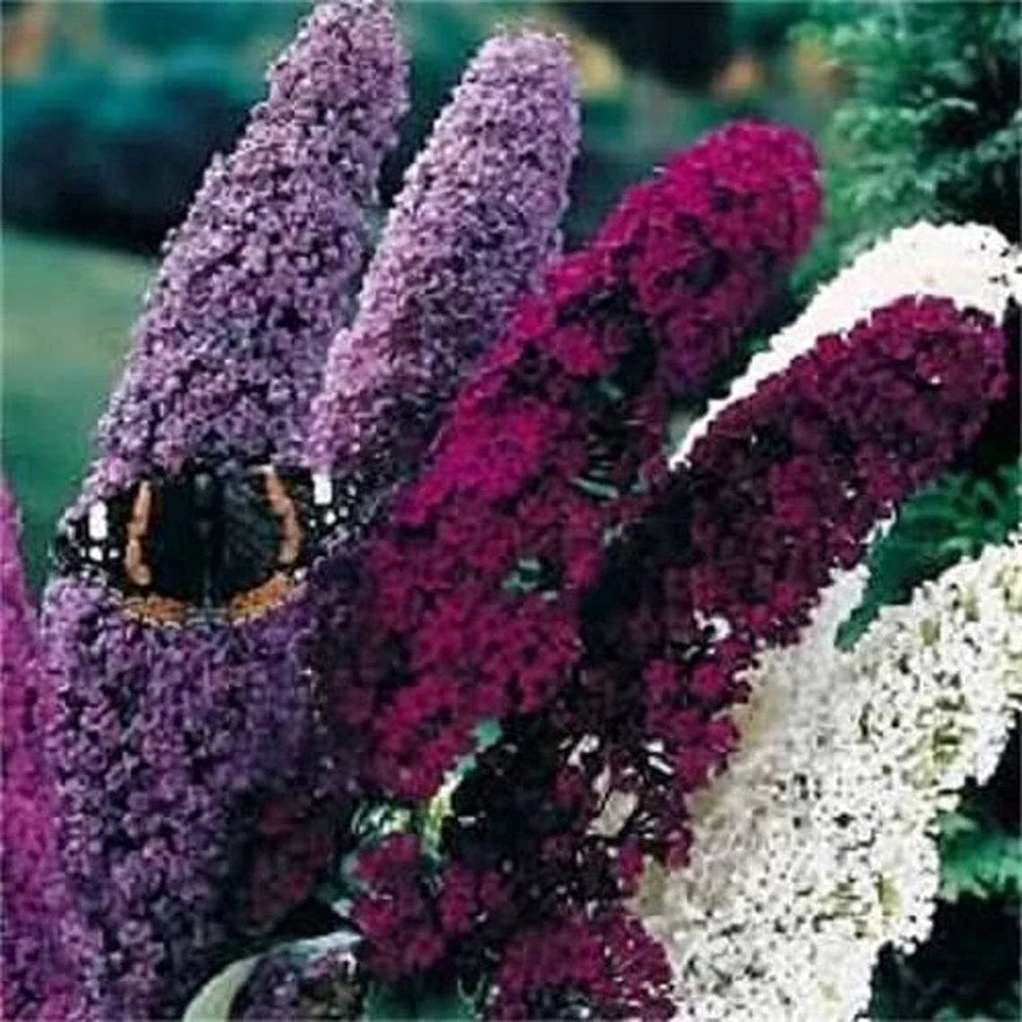 Butterfly Bush Seeds 50 Mixed Colors Buddleia Davidii Flower Shrub for Garden Planting