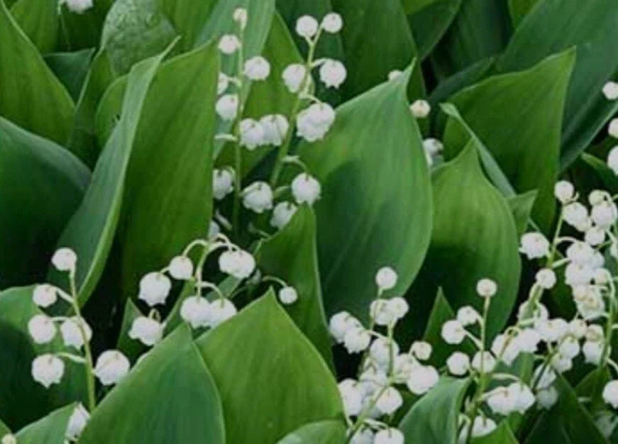 Lily-of-the-Valley Bare Root Plants, 5 Pack, Deer-Resistant Perennial, Convallaria majalis, Fragrant White Flowers