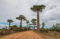 Baobab Tree Seeds - Capricata Variety - Rare Tropical Adansonia Digitata - Grow Your Own Exotic Plant
