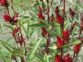Roselle Seeds - Asian Sour Leaf - Hibiscus sabdariffa - Gardening - Tracking Included