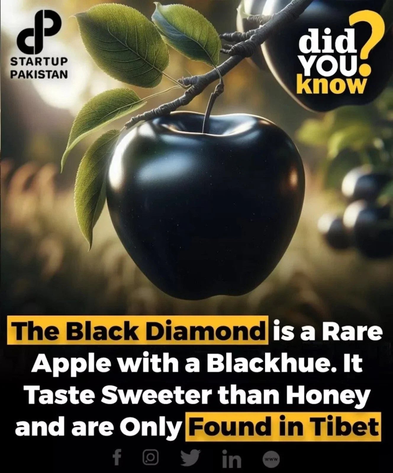Super Rare Black Diamond Apple Cutting for Rooting or Grafting - Malus domestica