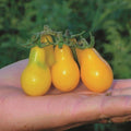 Yellow Pear Tomato Seeds - 10+ Heirloom NON-GMO Organic - Solanum lycopersicum
