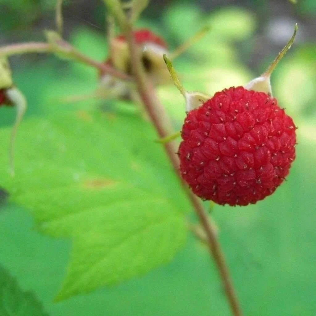 Thimbleberry Raspberry Plant - Thornless Starter - Zones 3-8 - Rubus parviflorus - Medium Size, Summer Bearing, Self-Pollinating