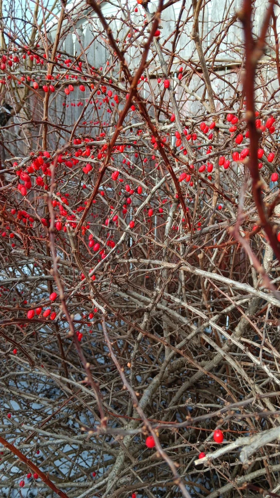 Japanese Barberry Bush Cuttings - 6 Organic Edible Berry Plants - Berberis thunbergii