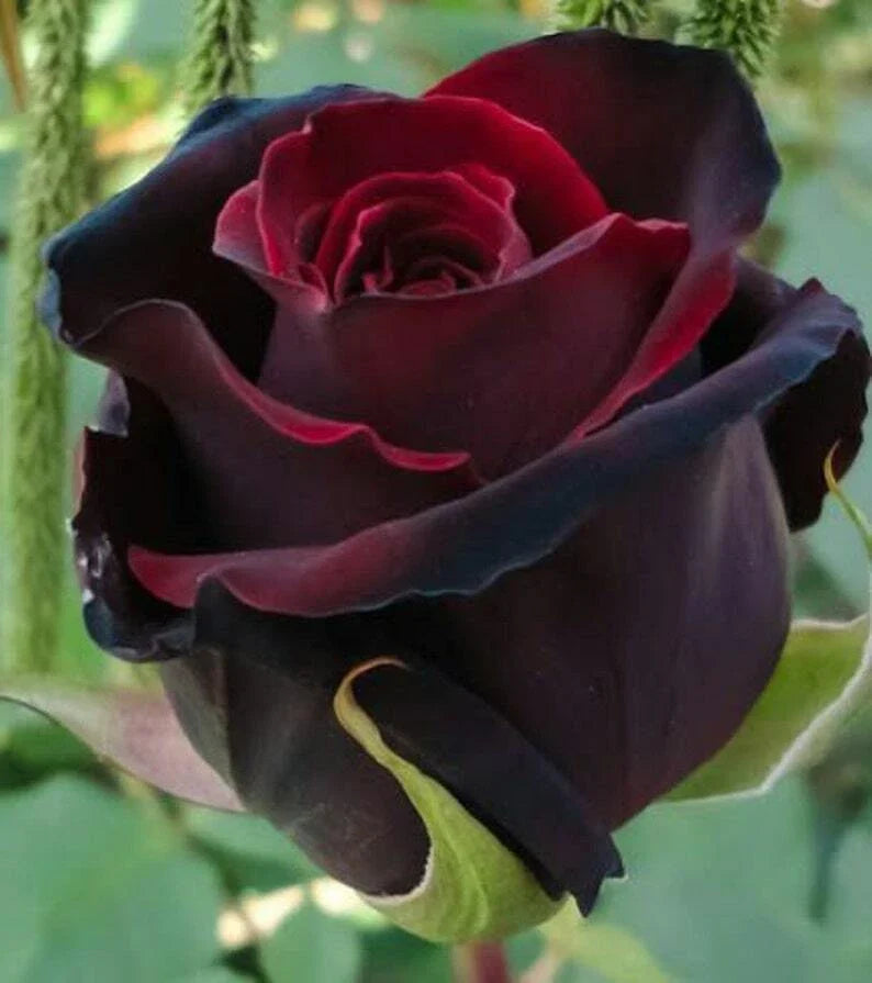 Red Black Rose Seeds - 10 Perennial Flowering Seeds for Garden - Rosa spp.