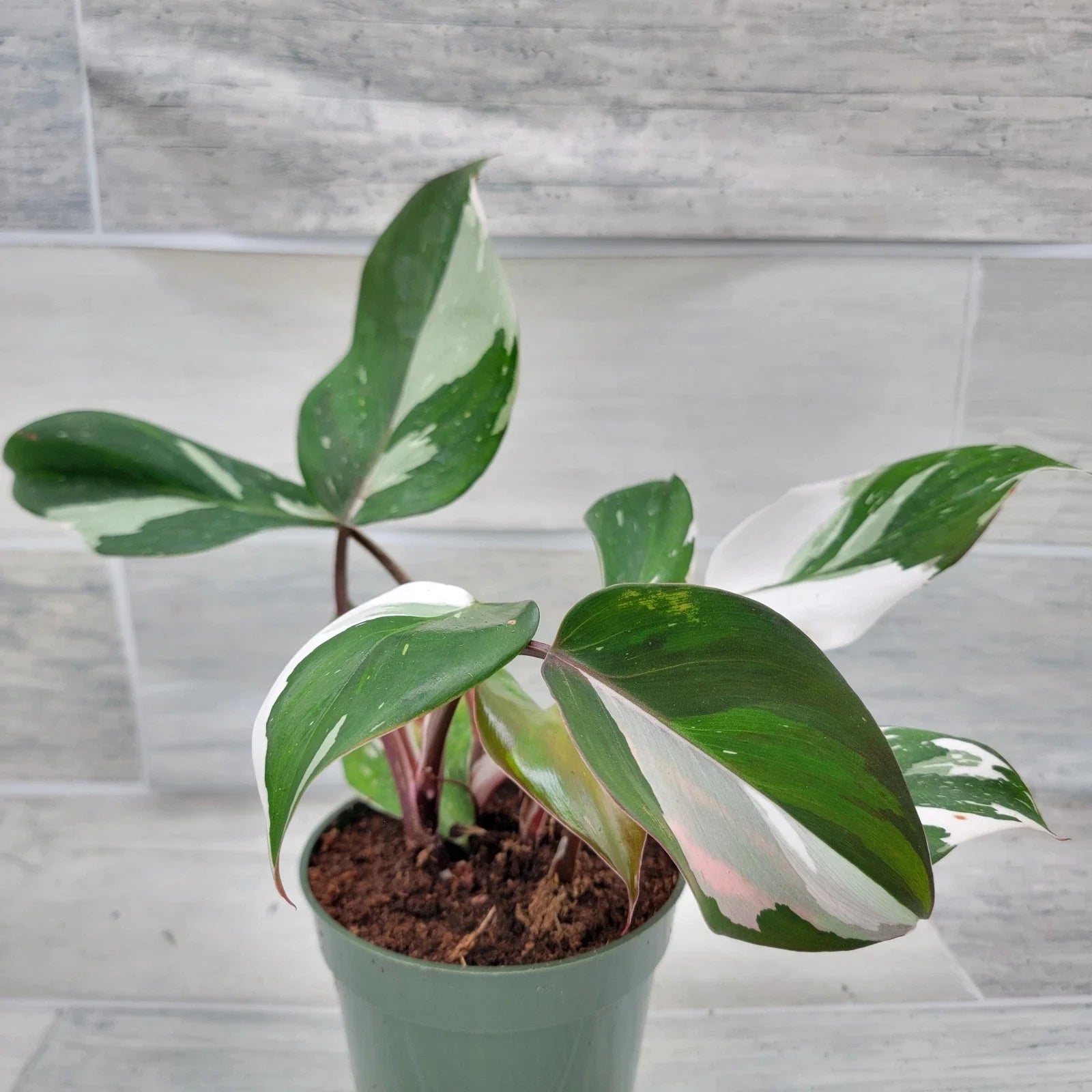 Philodendron White Knight Plant – 4” Pot – Rare Variegated Aroid – Healthy Rooted Philodendron spp.