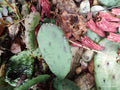 Creeping Sedum Cuttings Lot - 30 Mixed Cuttings & 4 Cactus Perennial Live Cuttings - Perfect for Gardens & Succulents