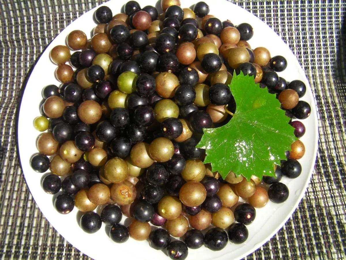 Organic Muscadine Grape Cuttings - 10 Black Noble & 10 Bronze Carlos - Vitis rotundifolia